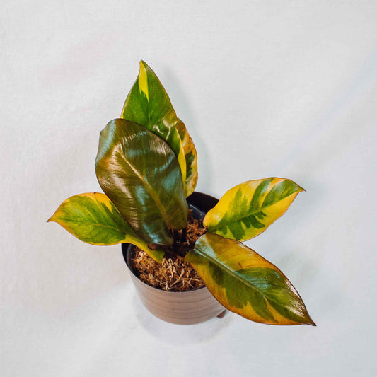 Philodendron 'Black Cardinal' Variegated (SD26-01)