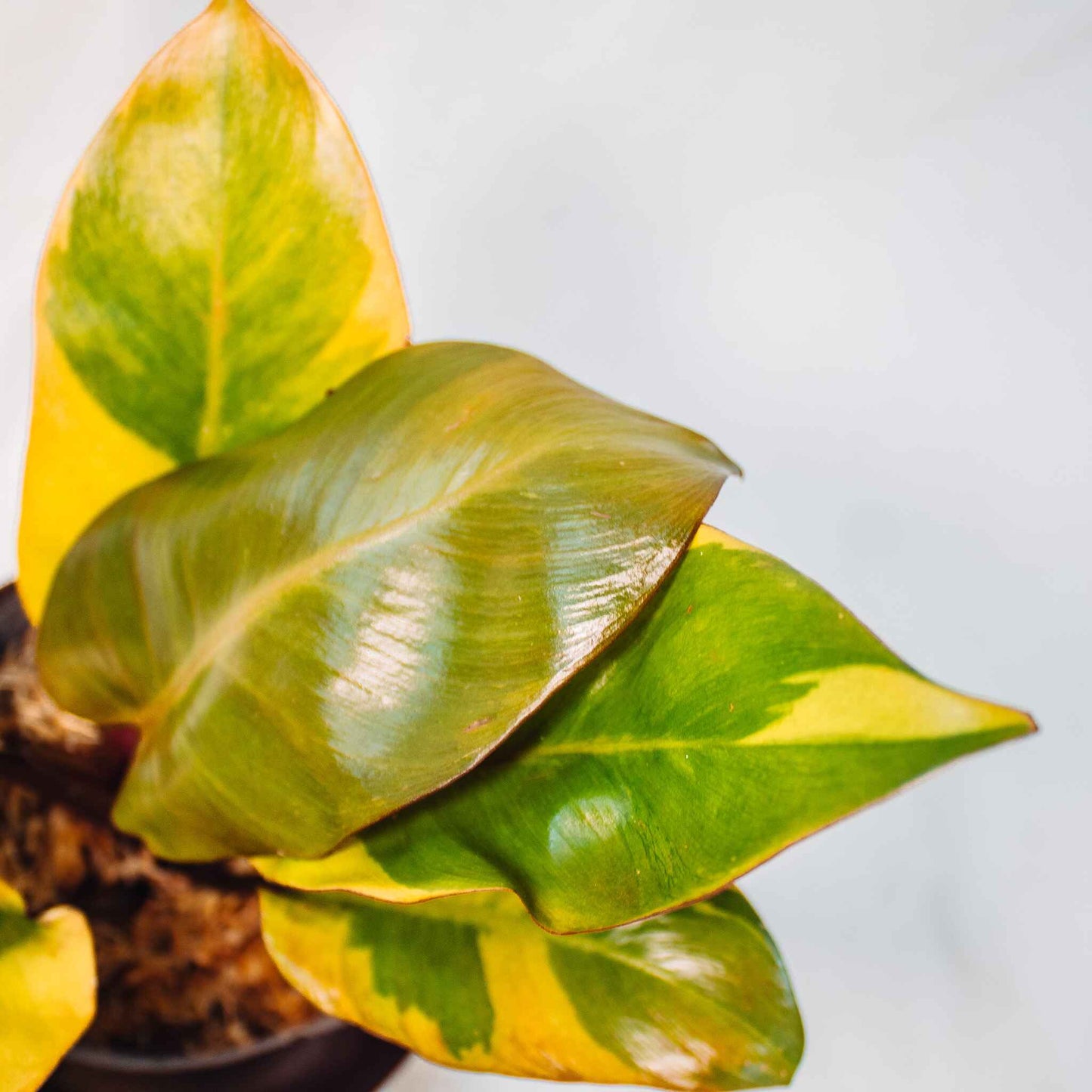 Philodendron 'Black Cardinal' Variegated (SD26-01)