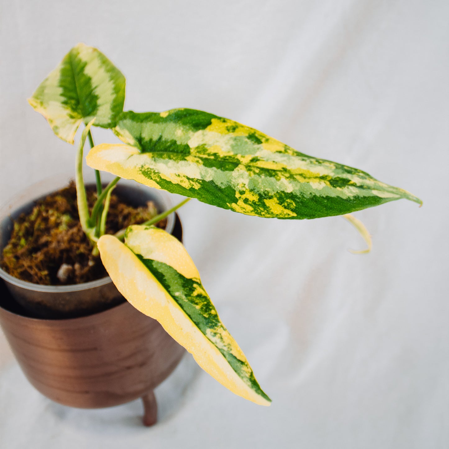 Schismatoglottis Wallichii Variegated (SD26-01)