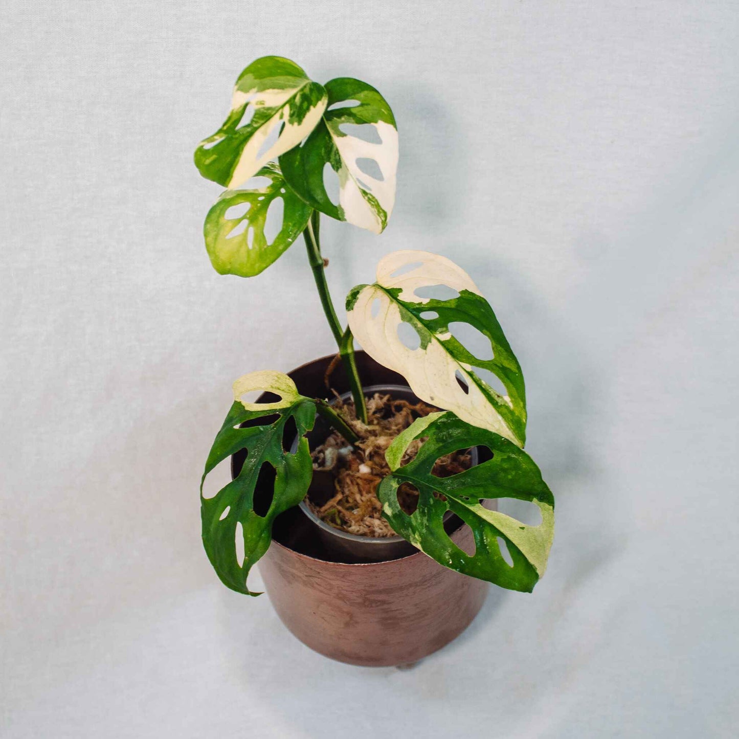 Monstera Acuminata Variegated (SD26-01)