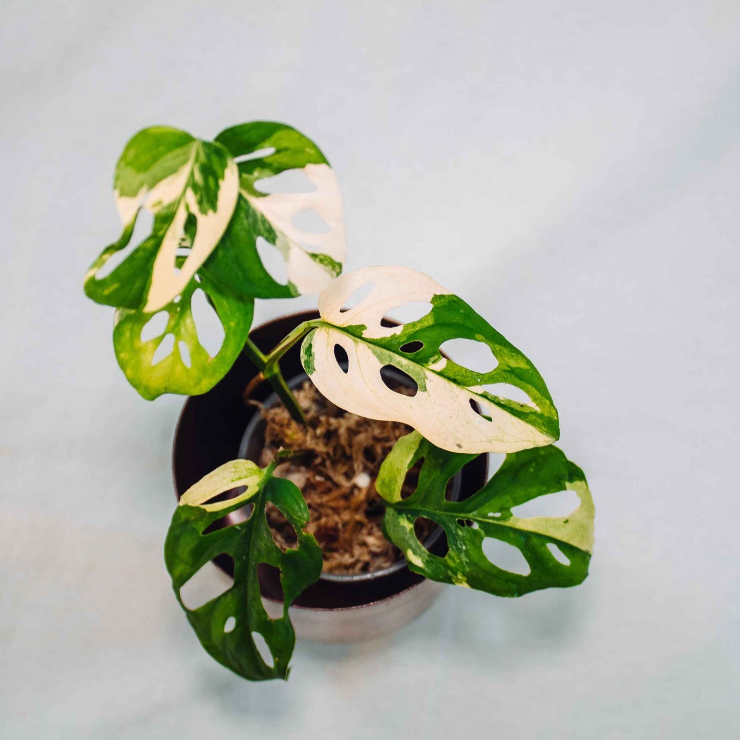 Monstera Acuminata Variegated (SD26-01)