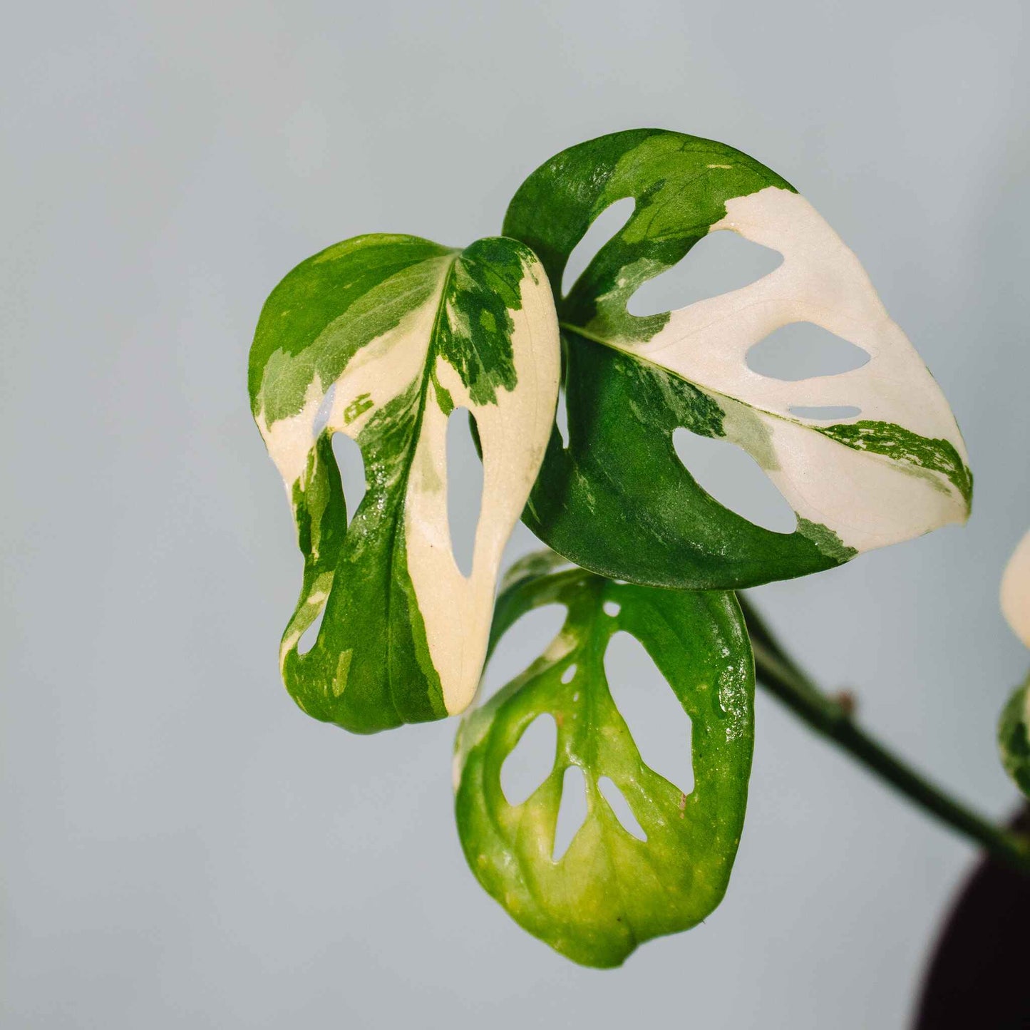 Monstera Acuminata Variegated (SD26-01)