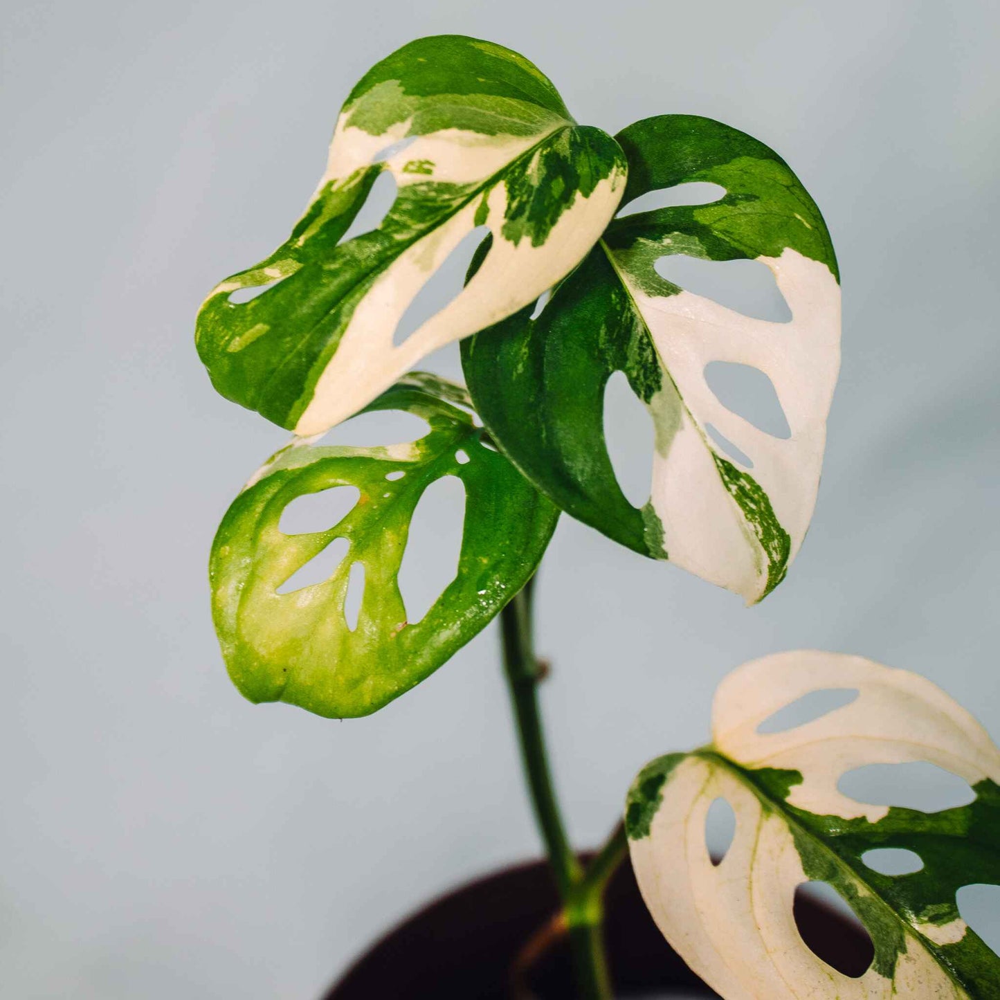 Monstera Acuminata Variegated (SD26-01)