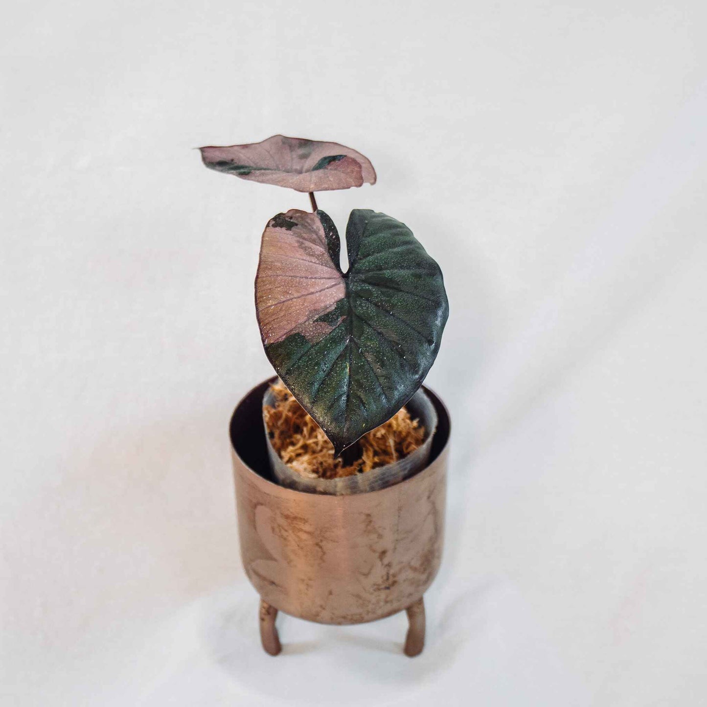 Alocasia 'Serendipity' Variegated (SD26-01)