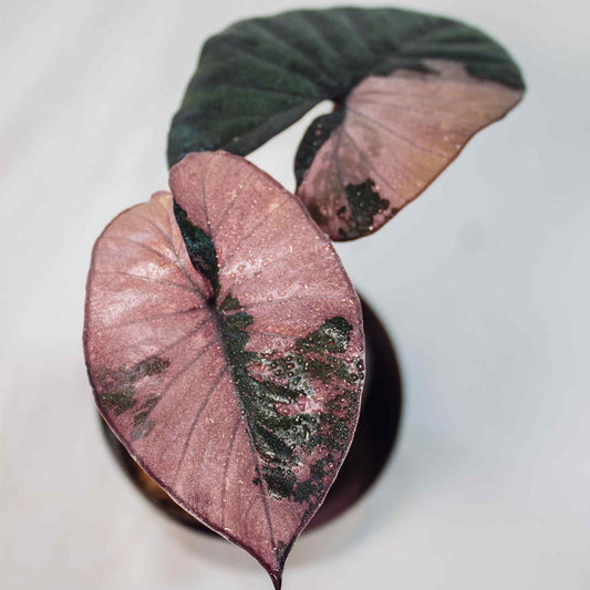 Alocasia 'Serendipity' Variegated (SD26-01)