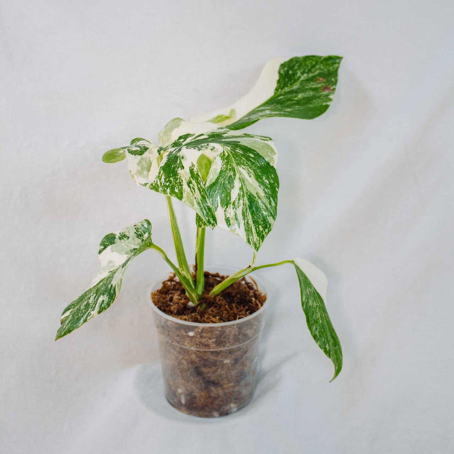 Monstera Deliciosa Borsigiana Albo Variegated (SD26-01)