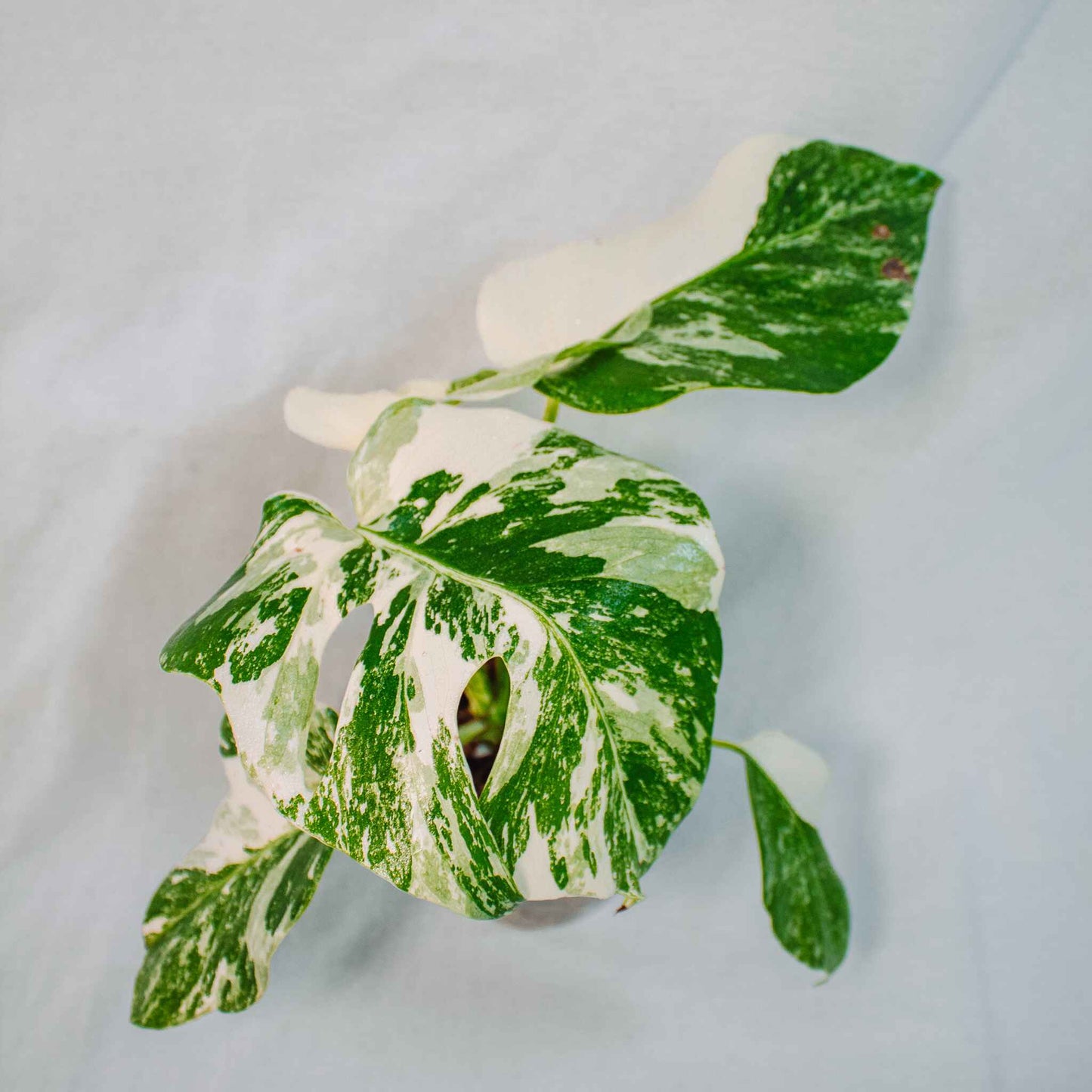 Monstera Deliciosa Borsigiana Albo Variegated (SD26-01)