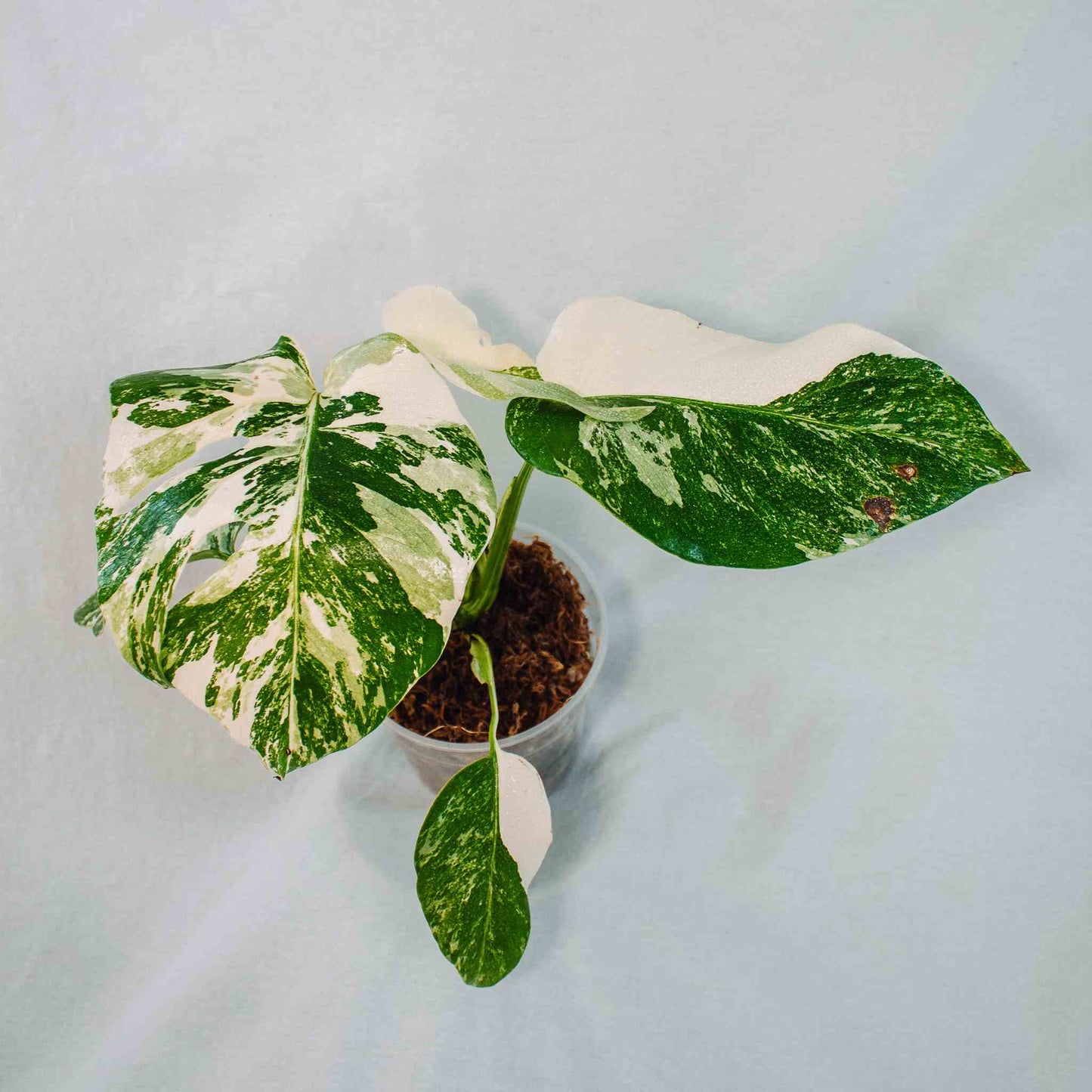 Monstera Deliciosa Borsigiana Albo Variegated (SD26-01)