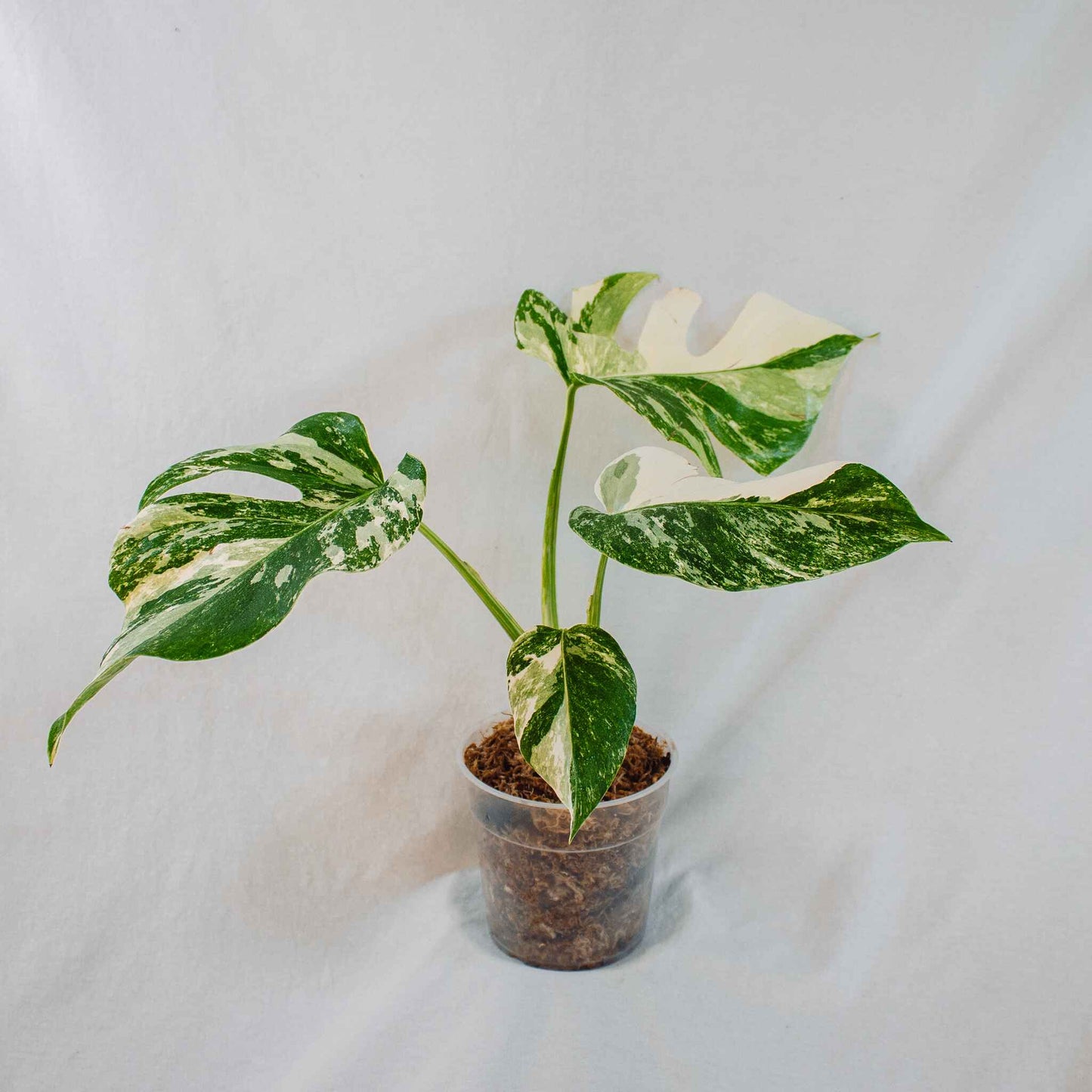 Monstera Deliciosa Borsigiana Albo Variegated (SD26-02)