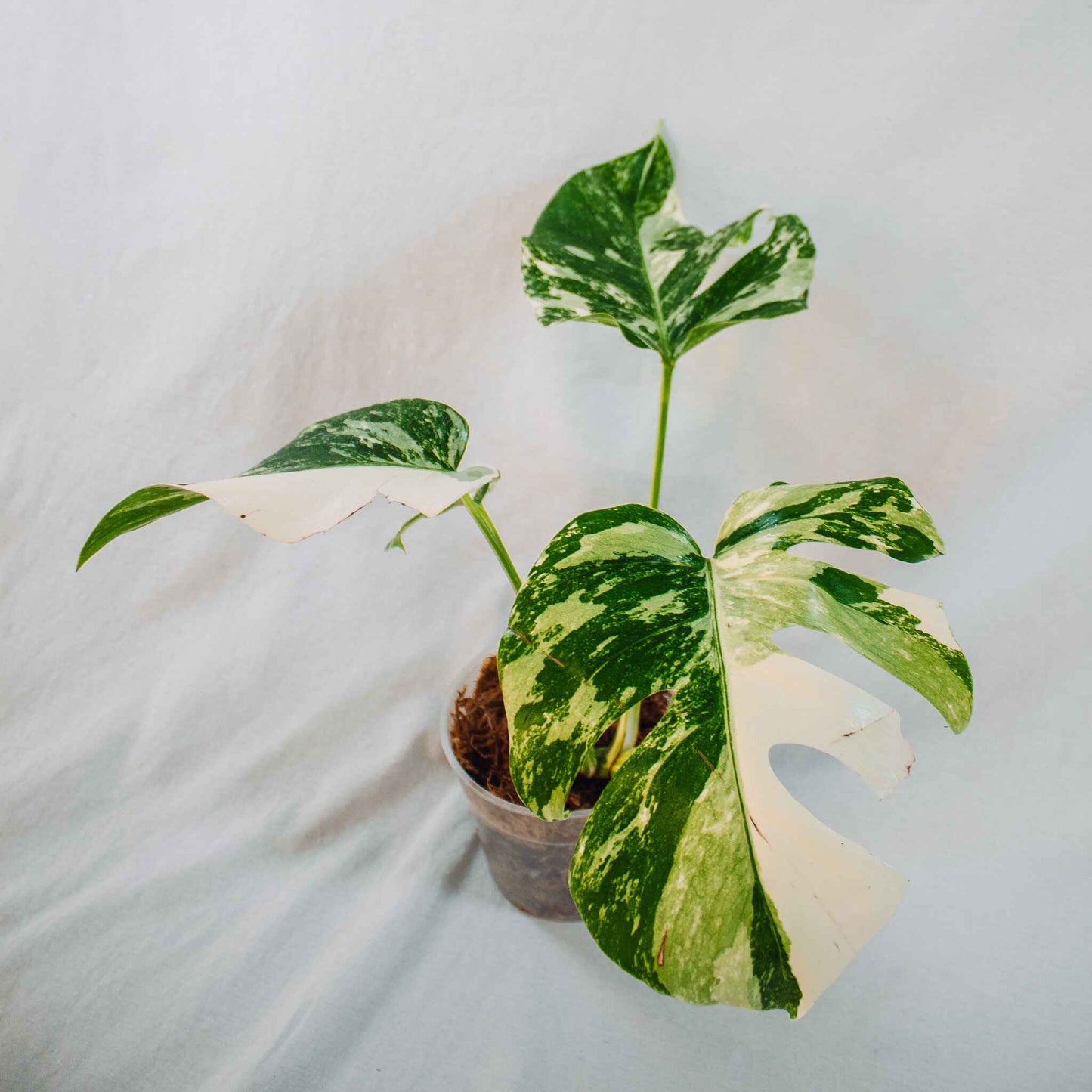 Monstera Deliciosa Borsigiana Albo Variegated (SD26-02)