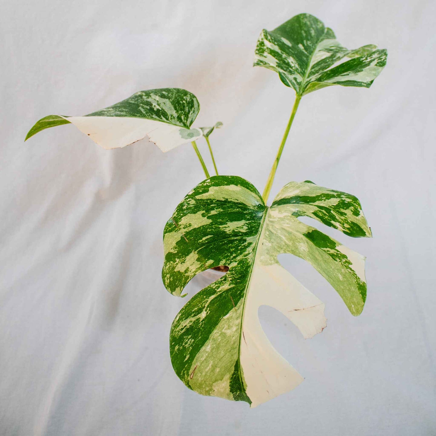 Monstera Deliciosa Borsigiana Albo Variegated (SD26-02)