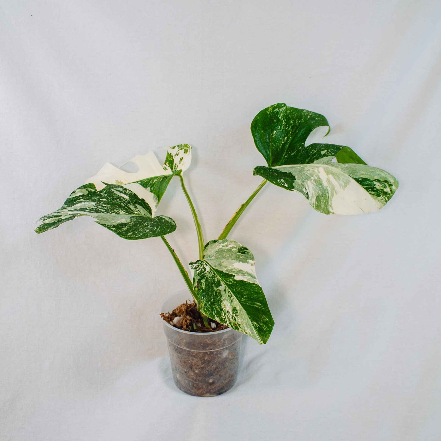 Monstera Deliciosa Borsigiana Albo Variegated (SD26-03)