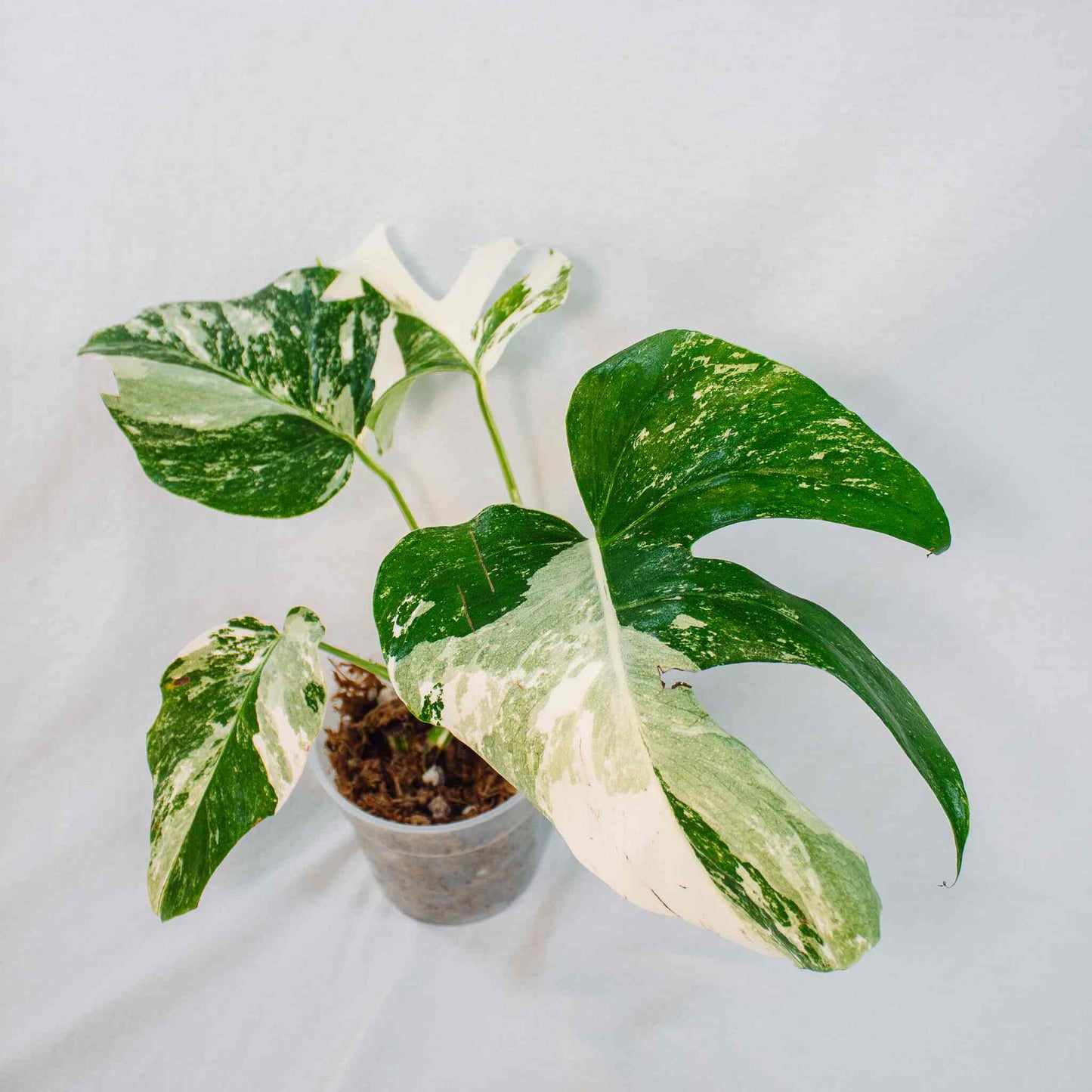 Monstera Deliciosa Borsigiana Albo Variegated (SD26-03)