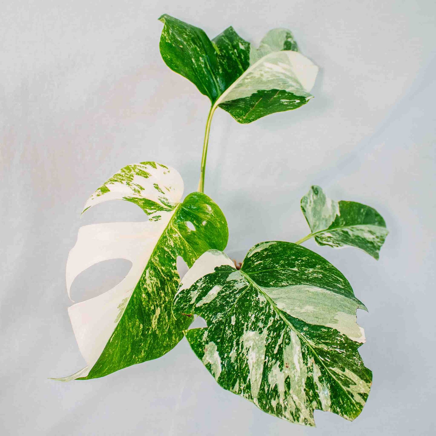 Monstera Deliciosa Borsigiana Albo Variegated (SD26-03)