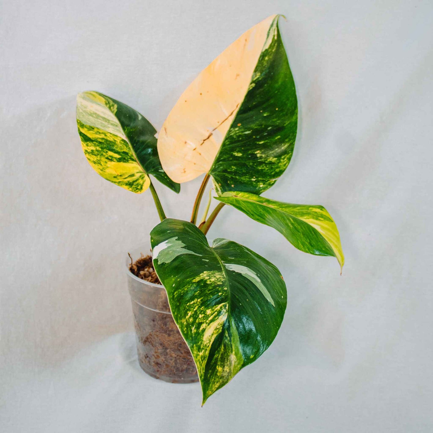 Philodendron Aurea White Princess (SD26-01)