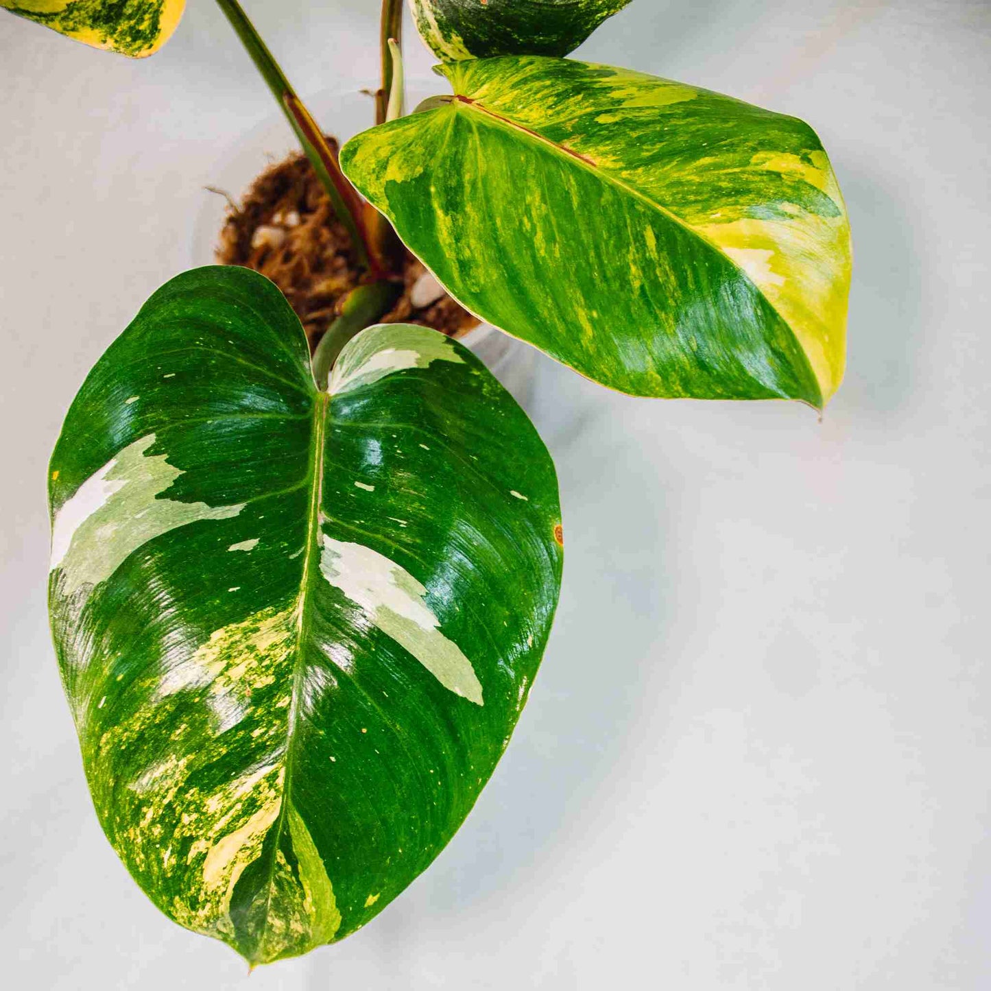 Philodendron Aurea White Princess (SD26-01)