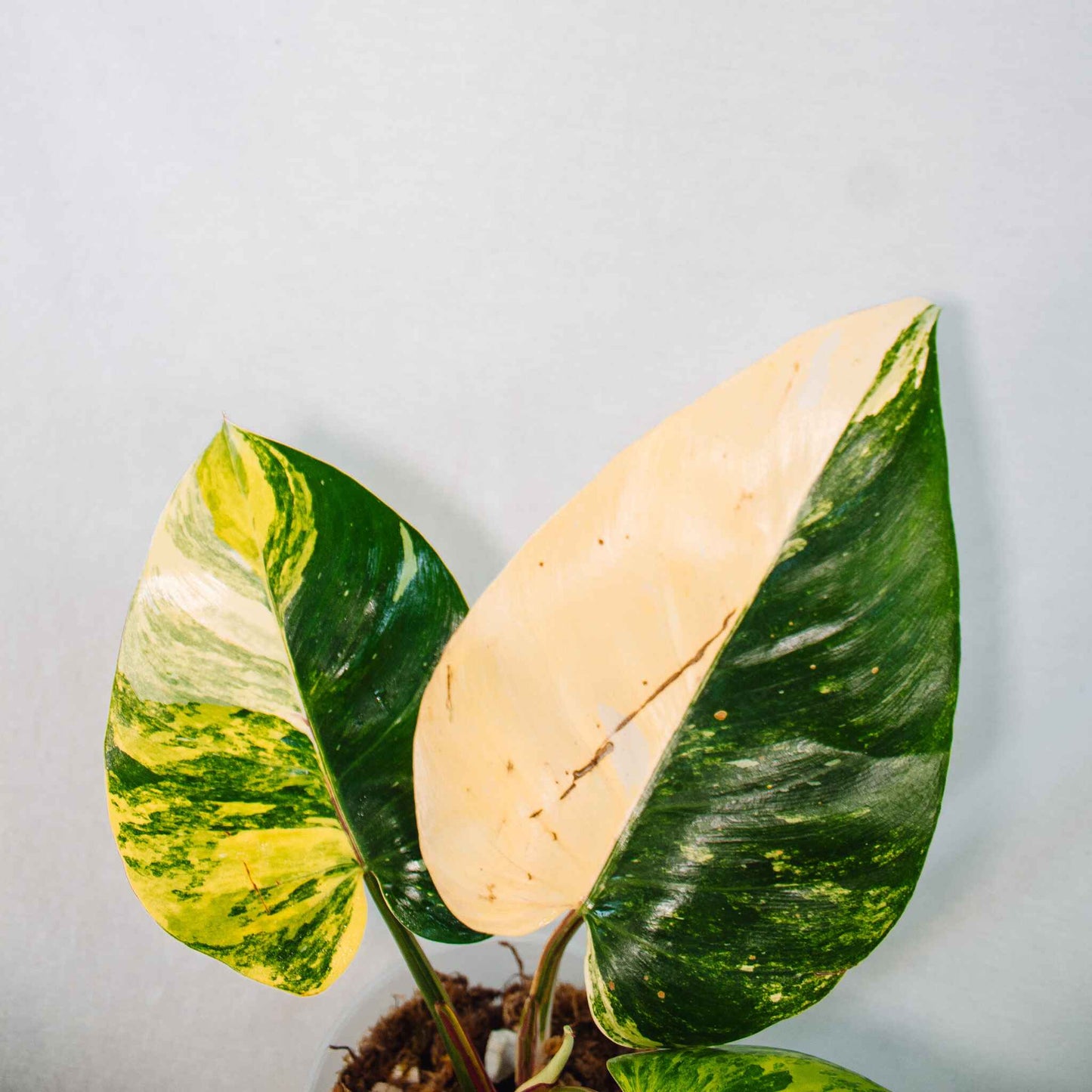 Philodendron Aurea White Princess (SD26-01)