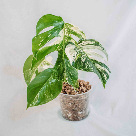 Monstera Deliciosa Borsigiana Albo Variegated (SD28-01)