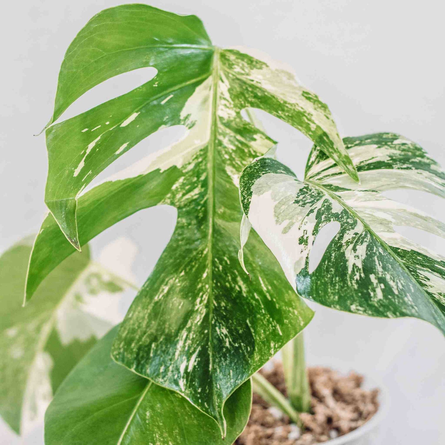 Monstera Deliciosa Borsigiana Albo Variegated (SD28-01)