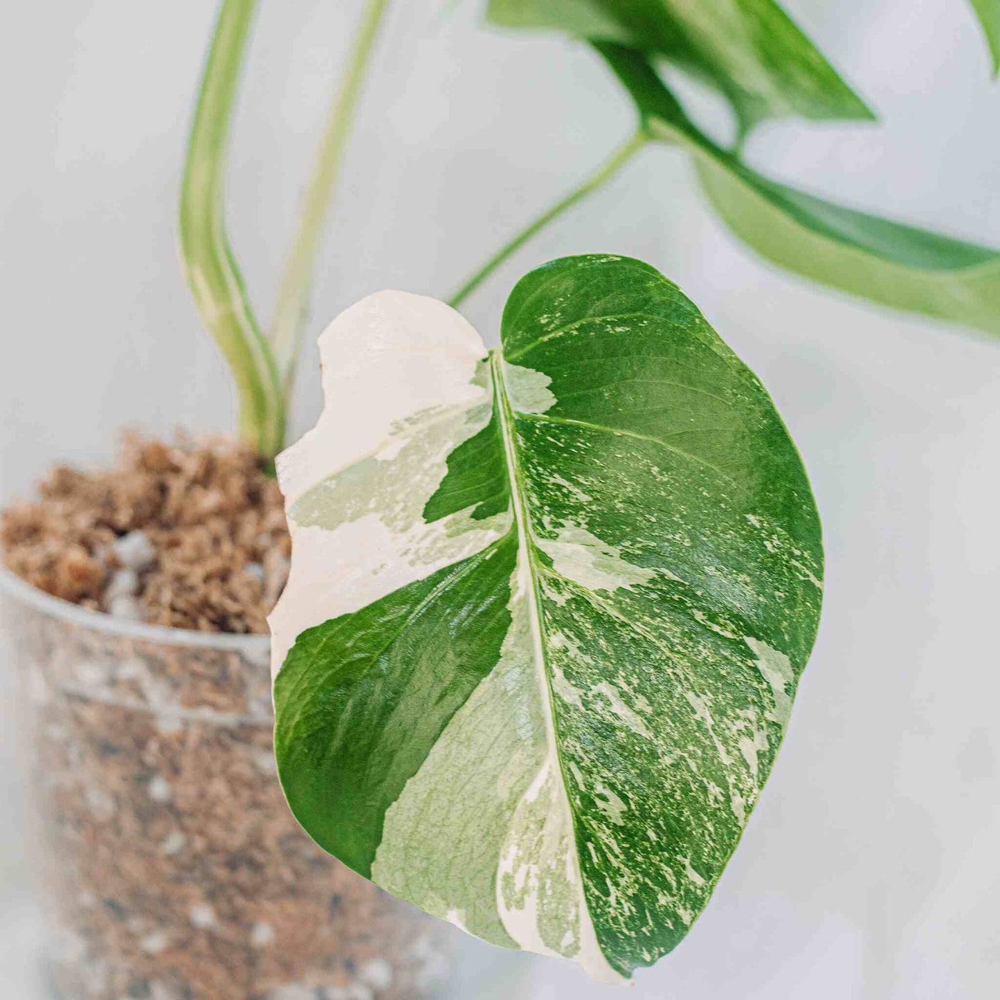 Monstera Deliciosa Borsigiana Albo Variegated (SD28-01)