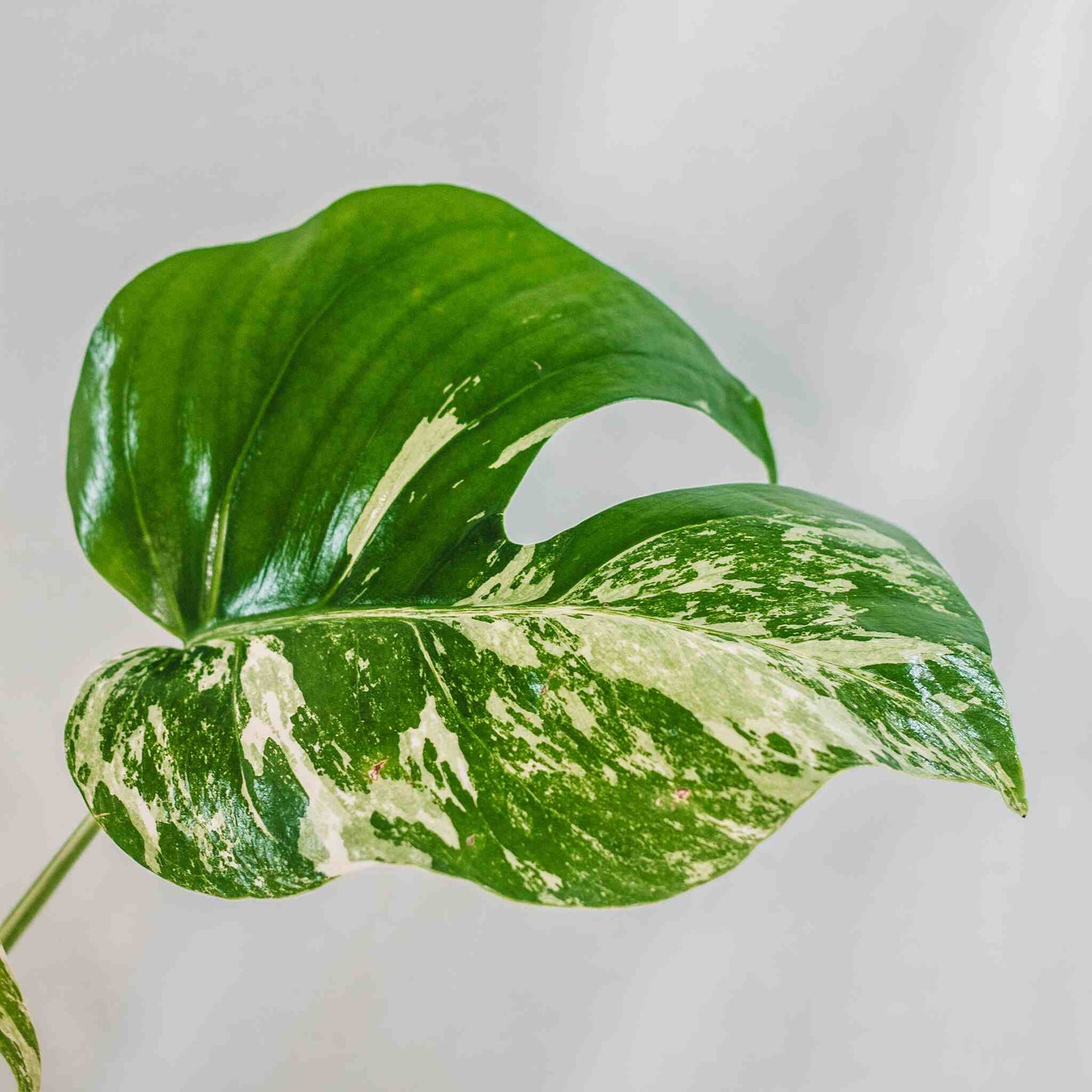 Monstera Deliciosa Borsigiana Albo Variegated (SD28-02)