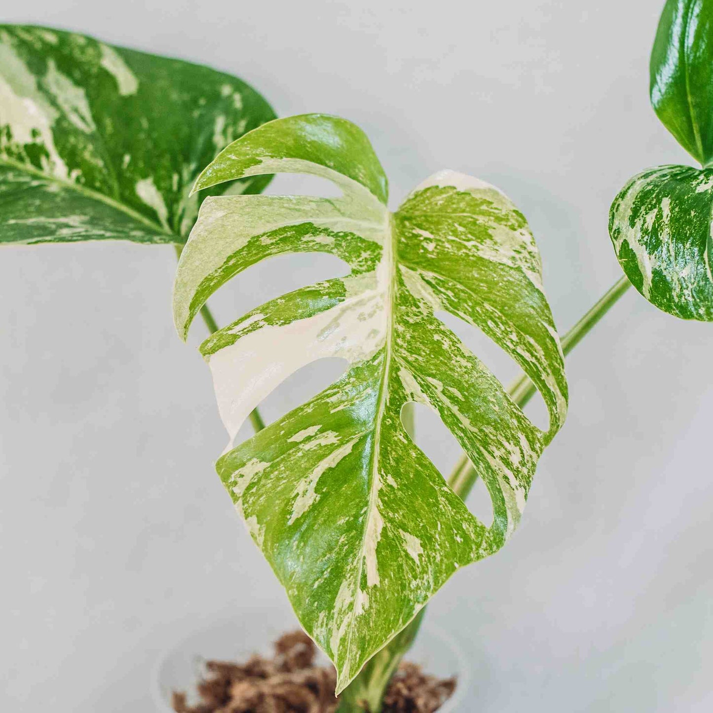 Monstera Deliciosa Borsigiana Albo Variegated (SD28-02)