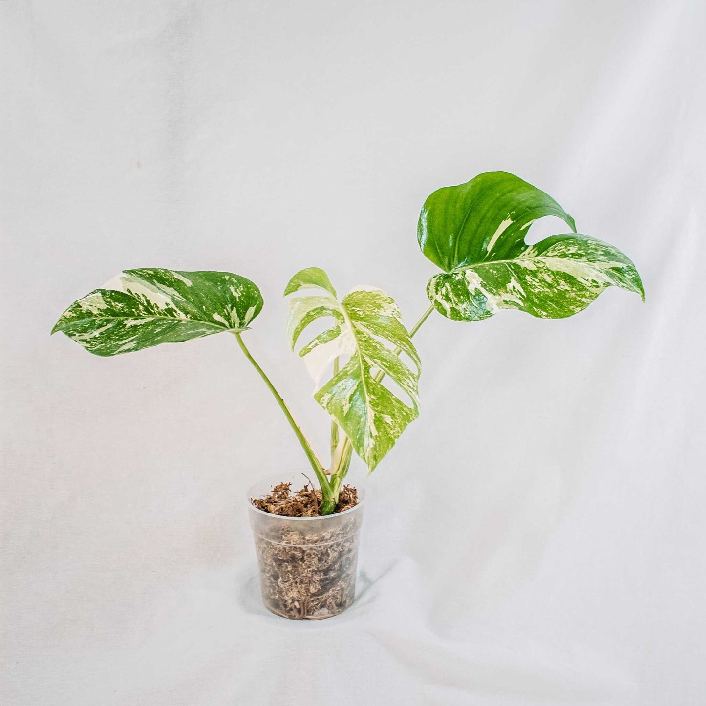 Monstera Deliciosa Borsigiana Albo Variegated (SD28-02)