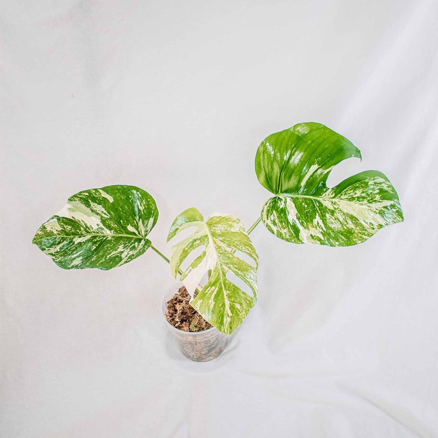 Monstera Deliciosa Borsigiana Albo Variegated (SD28-02)