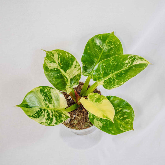 Philodendron Moonlight Albo Variegated (SD28-01)