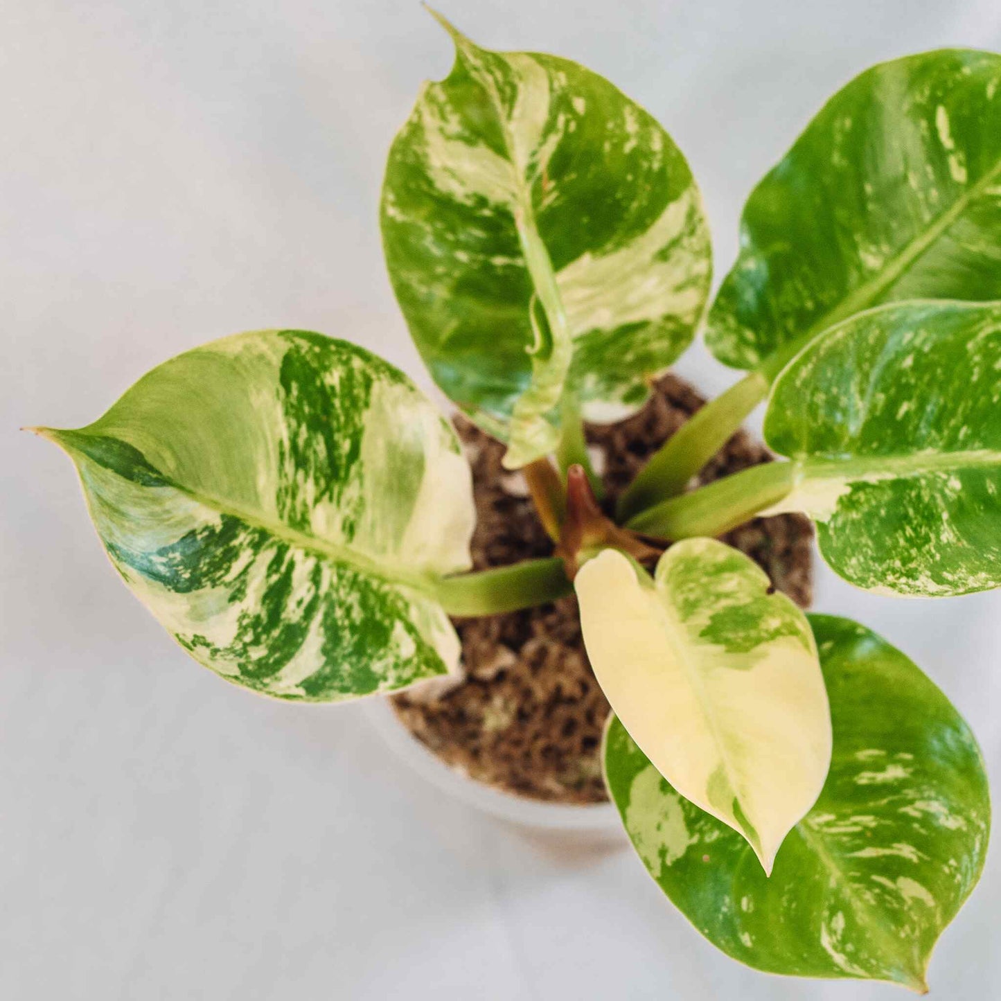 Philodendron Moonlight Albo Variegated (SD28-01)