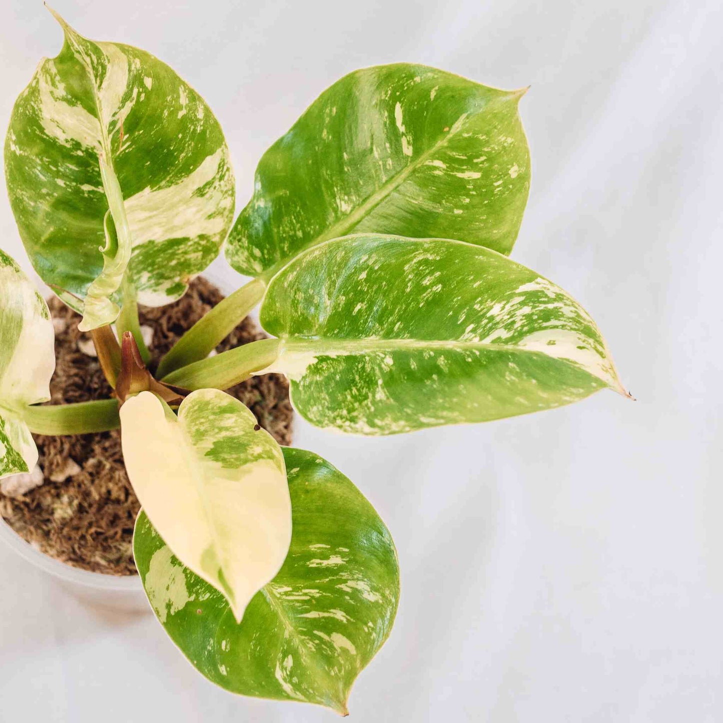 Philodendron Moonlight Albo Variegated (SD28-01)