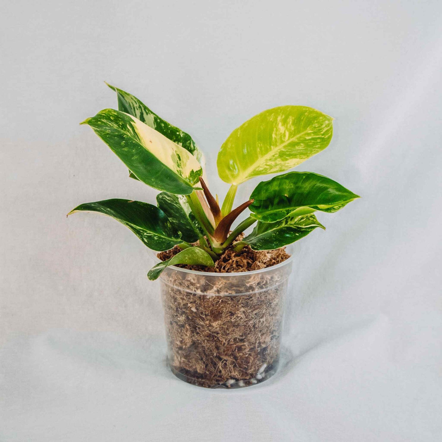 Philodendron Moonlight Albo Variegated (SD28-02)