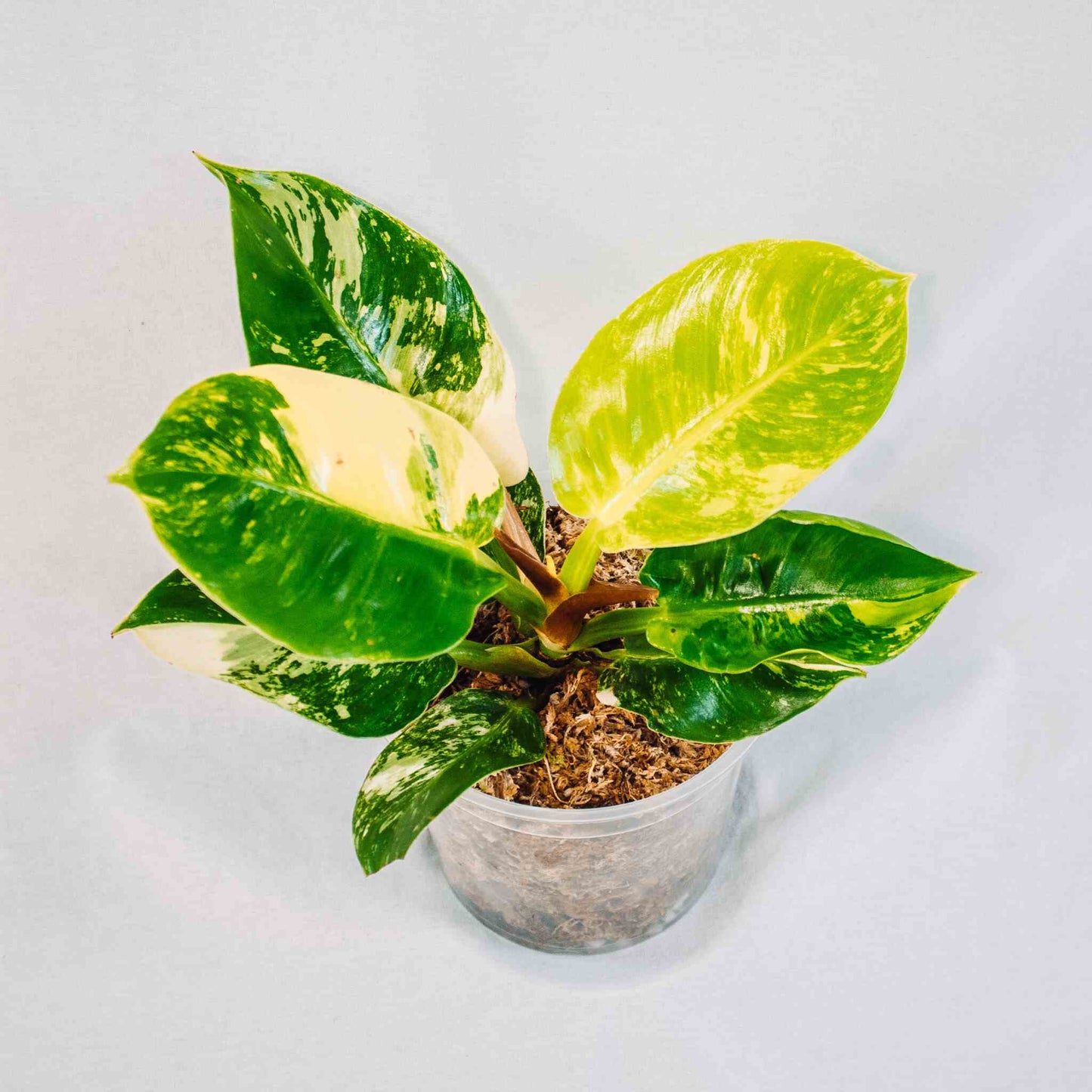 Philodendron Moonlight Albo Variegated (SD28-02)