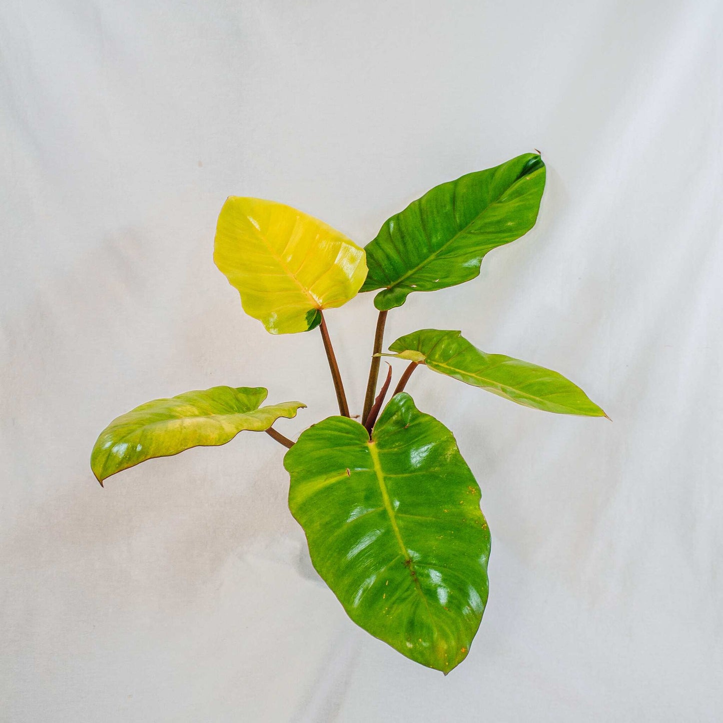 Philodendron Jungle Fever (SD28-01)