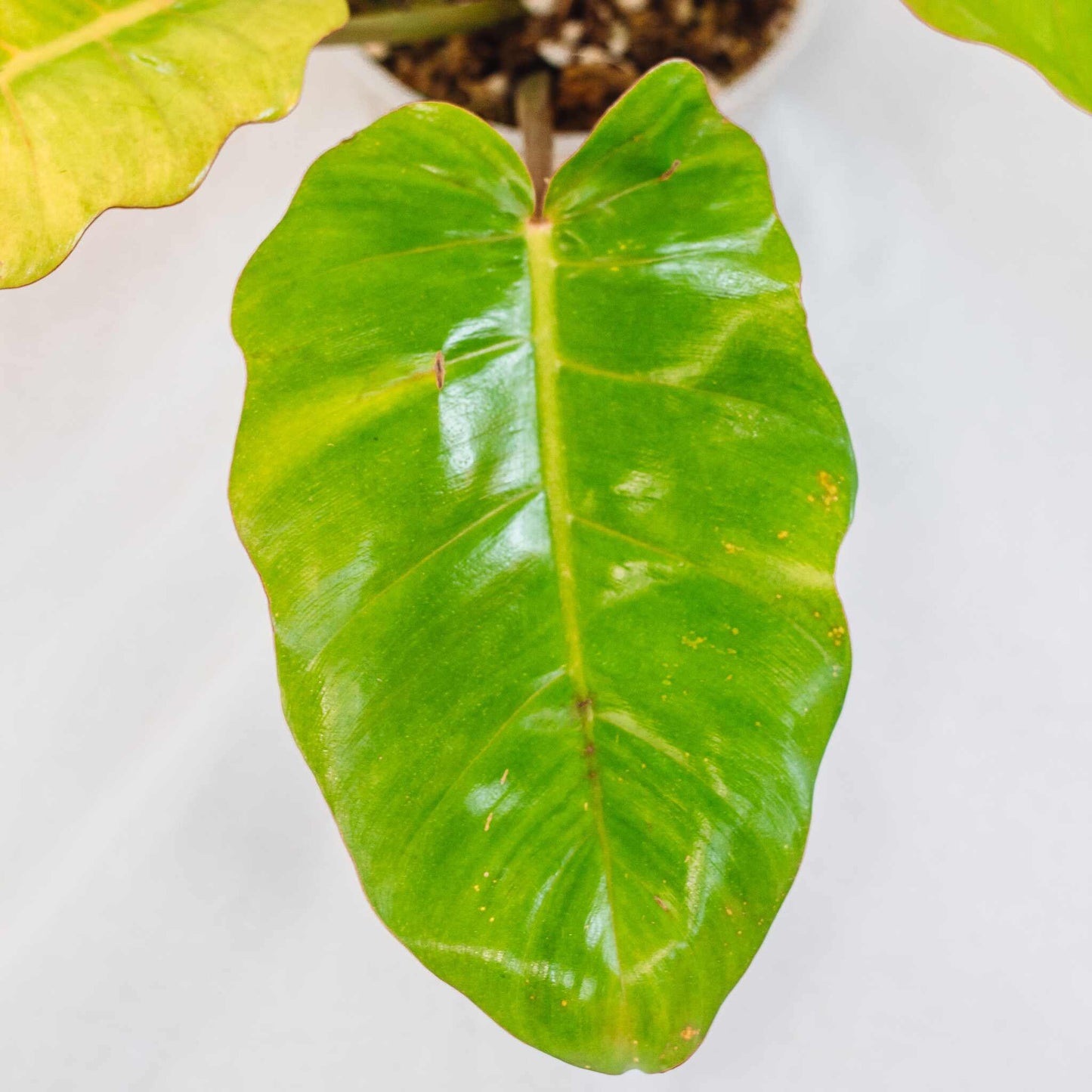 Philodendron Jungle Fever (SD28-01)