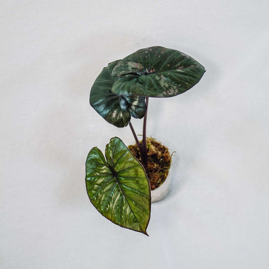 Alocasia 'Serendipity' Variegated (SD28-01)