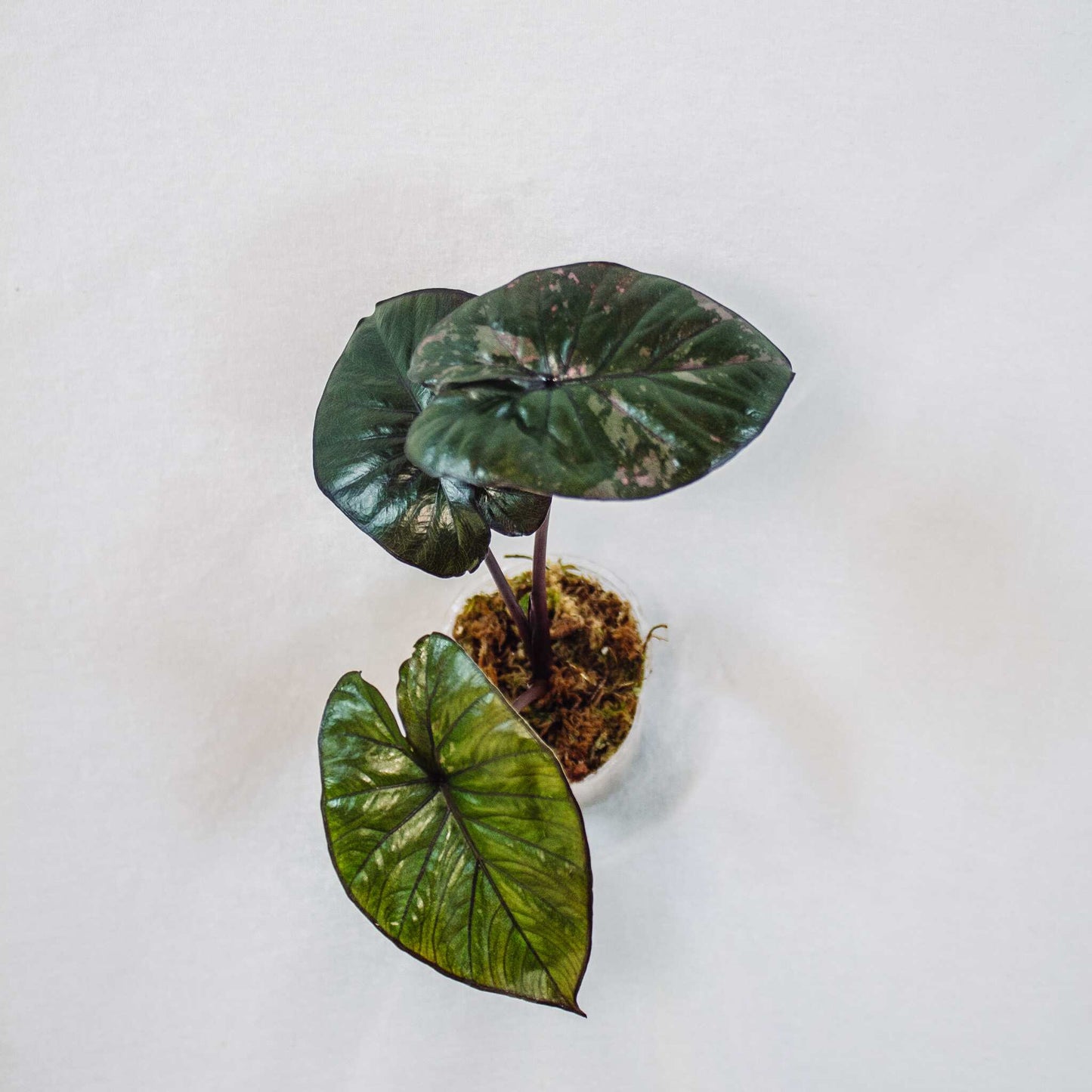 Alocasia 'Serendipity' Variegated (SD28-01)