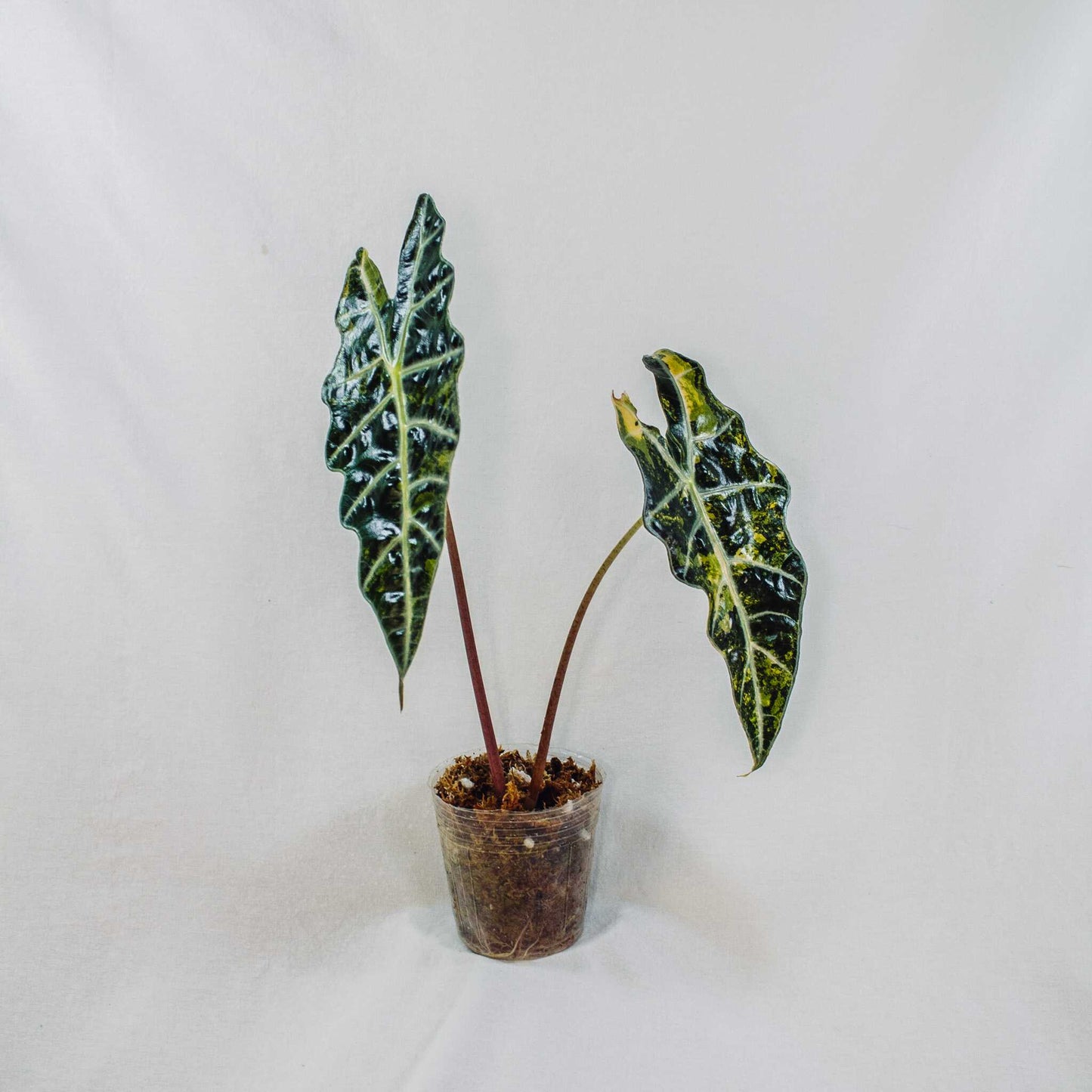 Alocasia Sandariana Bull Aurea (SD28-01)