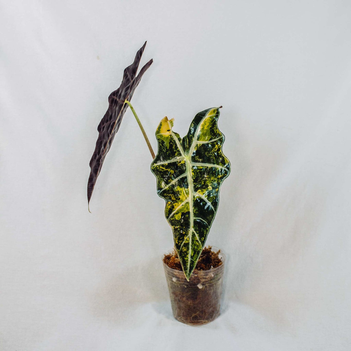 Alocasia Sandariana Bull Aurea (SD28-01)