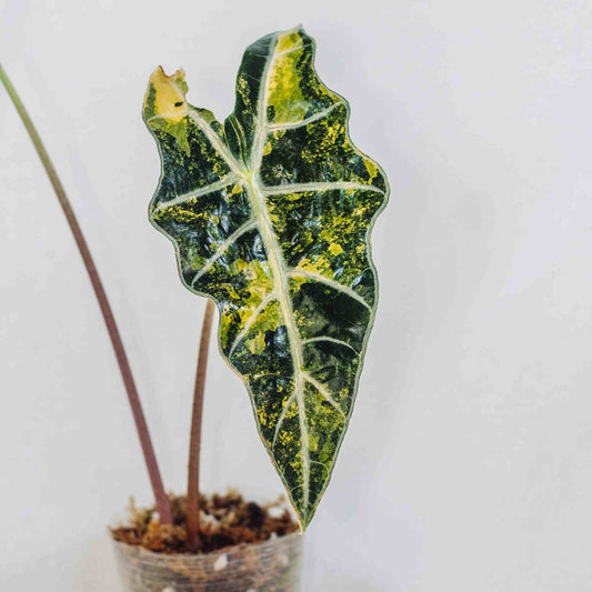 Alocasia Sandariana Bull Aurea (SD28-01)