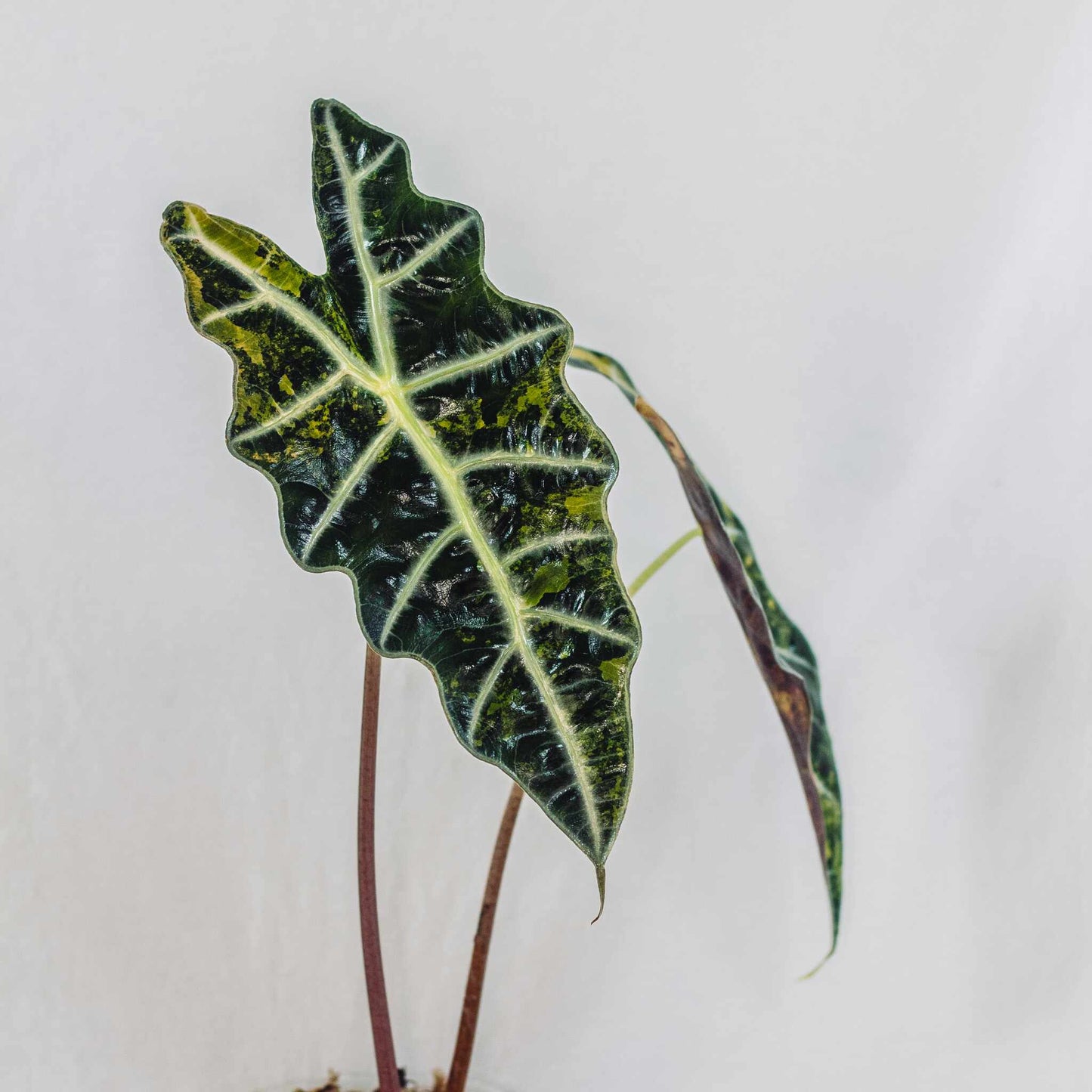 Alocasia Sandariana Bull Aurea (SD28-01)