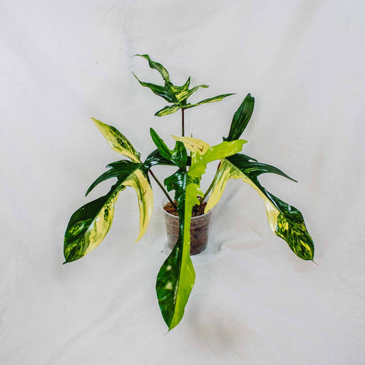 Philodendron Florida Beauty Variegated (SD28-01)