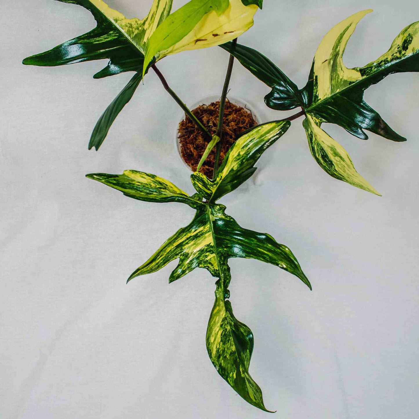 Philodendron Florida Beauty Variegated (SD28-01)