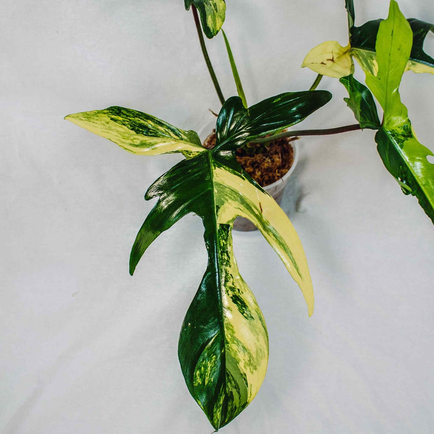 Philodendron Florida Beauty Variegated (SD28-01)