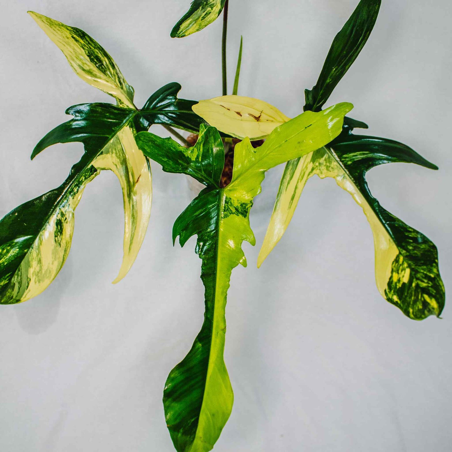 Philodendron Florida Beauty Variegated (SD28-01)