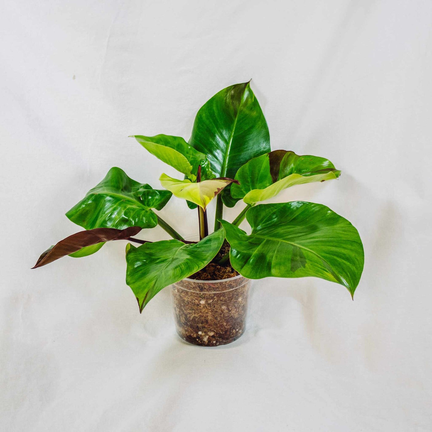 Philodendron 'Red Moon' Variegated (SD28-01)