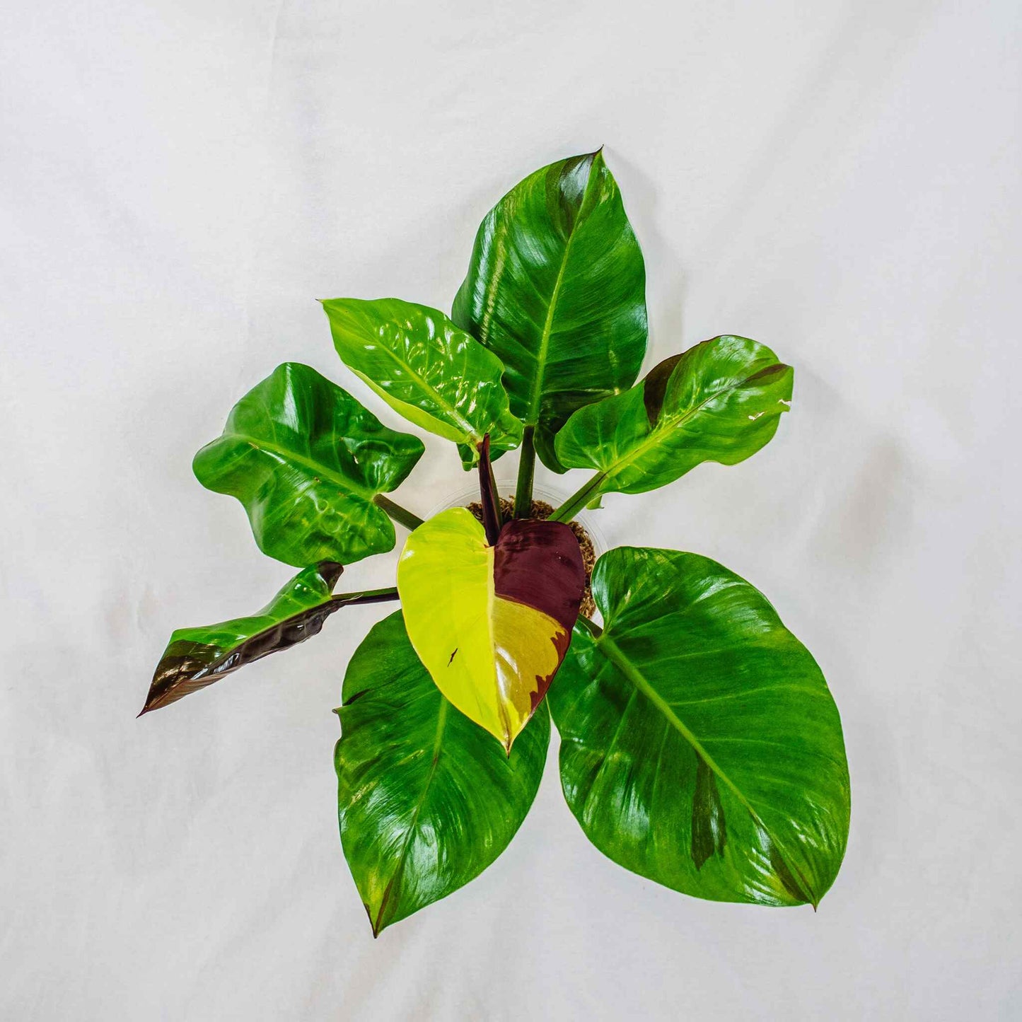 Philodendron 'Red Moon' Variegated (SD28-01)