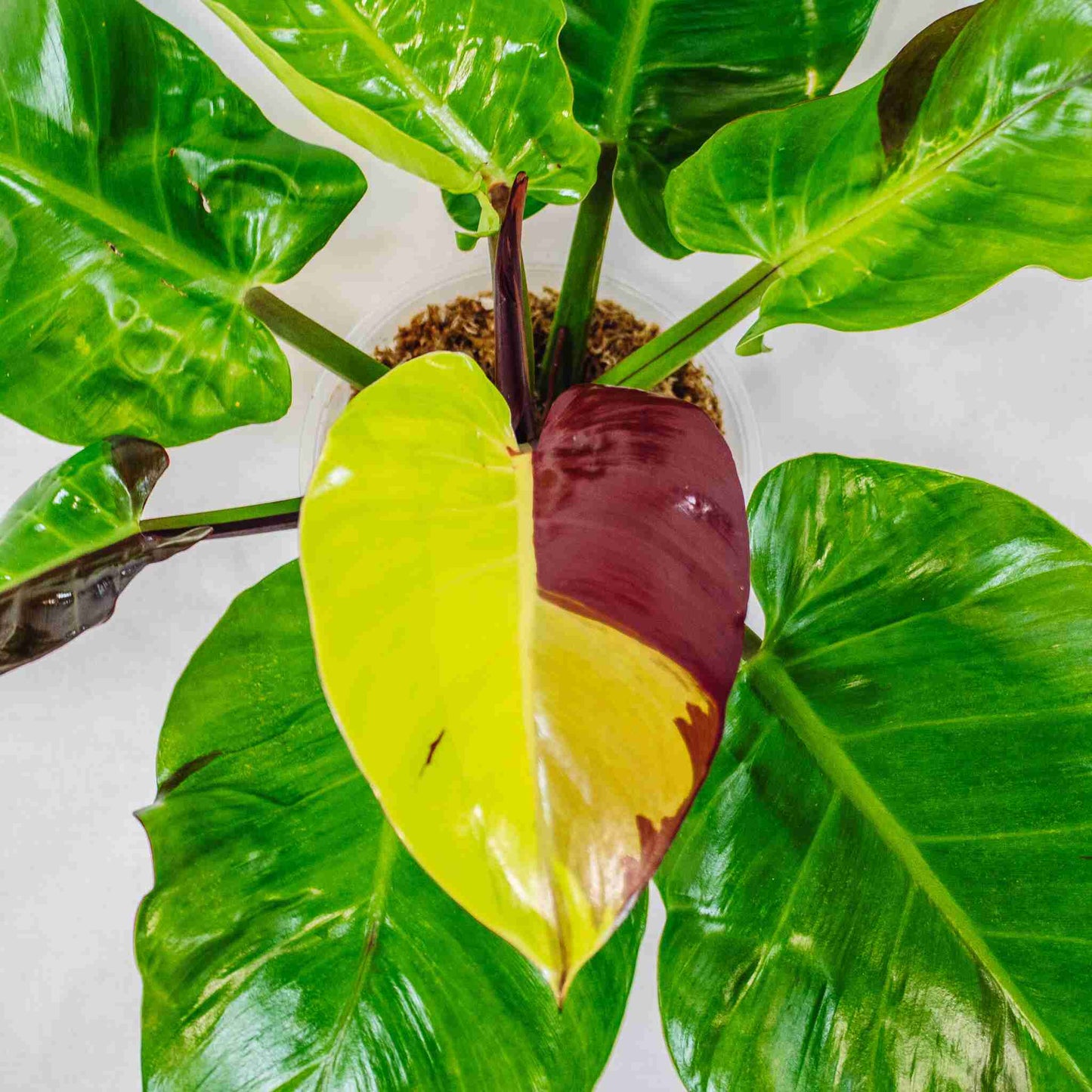 Philodendron 'Red Moon' Variegated (SD28-01)