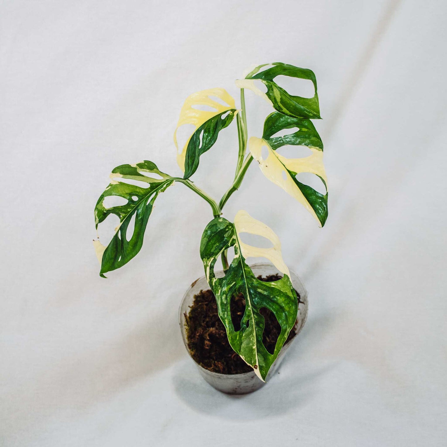 Monstera Acuminata Variegated (SD28-01)