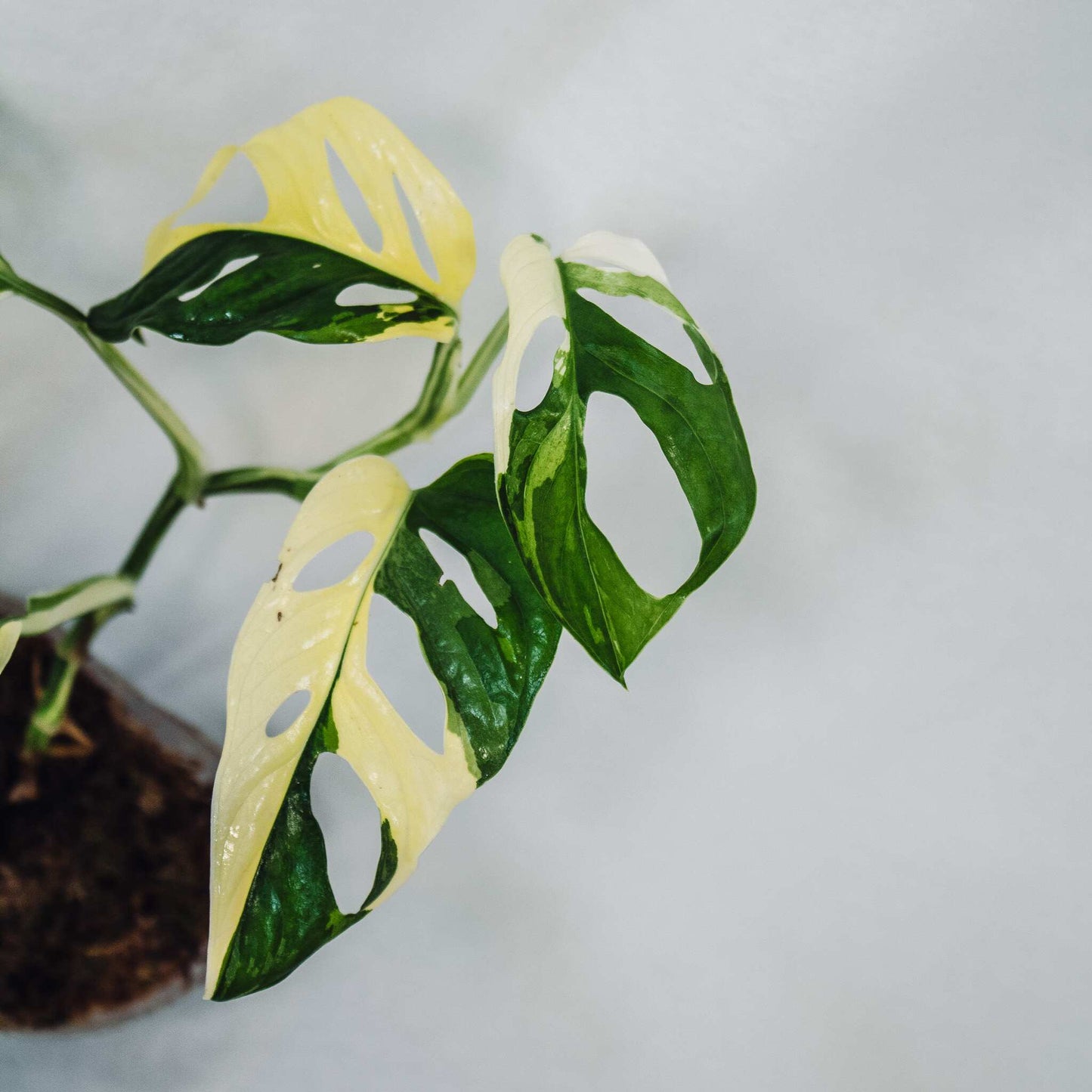 Monstera Acuminata Variegated (SD28-01)